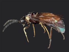   Eustromboceros rufocaudatus nbsp;male lateral habitus; photo by J. Orr, WSDA 
