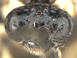   Eustromboceros rufocaudatus nbsp;male face; photo by Q. Baine, WSDA 
