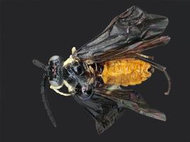   Eustromboceros rufocaudatus nbsp;female dorsal habitus; photo by J. Orr, WSDA 
