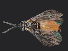   Eustromboceros rufocaudatus nbsp;male dorsal habitus; photo by J. Orr, WSDA 
