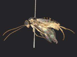   Euura ribesii nbsp;female lateral habitus; photo by Q. Baine, WSDA 
