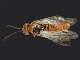   Fallocampus americanus nbsp;female dorsal habitus; photo by J. Orr, WSDA 
