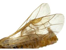   Fallocampus americanusnbsp; fore wing; photo by J. Orr, WSDA 
