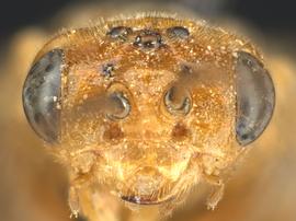   Fallocampus americanus nbsp;female face; photo by Q. Baine, WSDA 
