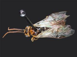   Fallocampus americanus nbsp;male dorsal habitus; photo by J. Orr, WSDA 
