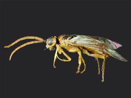   Fallocampus americanusnbsp; male lateral habitus; photo by J. Orr, WSDA 
