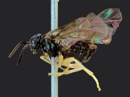   Fenella sp.nbsp; female lateral habitus; photo by J. Orr, WSDA 
