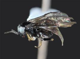   Fenusa dohrniinbsp; female lateral habitus; photo by J. Orr, WSDA 
