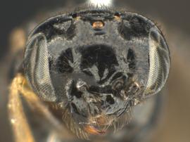   Fenusa ulmi nbsp;female face; photo by Q. Baine, WSDA 
