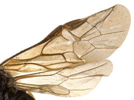   Fenusa ulminbsp; wings; photo by P. Jones, WSDA 
