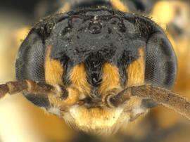   Fenusella leucostoma nbsp;male face; photo by Q. Baine, WSDA 

