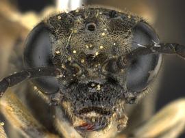   Filacusnbsp; sp. female face; photo by Q. Baine, WSDA 
