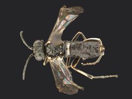   Filacus nbsp;sp. male dorsal habitus; photo by Q. Baine, WSDA 
