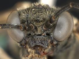   Filacus nbsp;sp. male face; photo by Q. Baine, WSDA 
