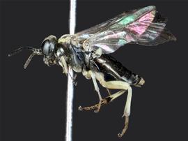   Filacus albipesnbsp; female lateral habitus; photo by J. Orr, WSDA 
