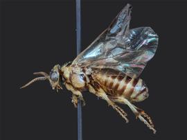   Gilpinia hycerniae nbsp;female lateral habitus; photo by J. Orr, WSDA 
