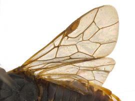   Gilpinia hycerniae nbsp;wings; photo by Q. Baine, WSDA 
