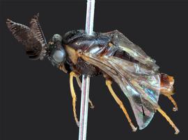   Gilpinia hycerniae nbsp;male lateral habitus; photo by J. Orr, WSDA 
