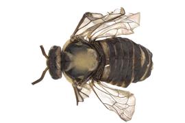   Gilpinia hycerniae  female dorsal habitus; photo by J. Orr, WSDA 
