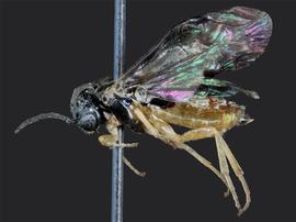   Halidamia affinis nbsp;female lateral habitus; photo by J. Orr, WSDA 
