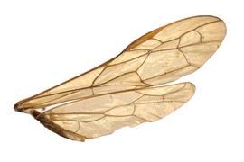   Phylloecus fasciatusnbsp; wings, photo by J. Orr, WSDA 
