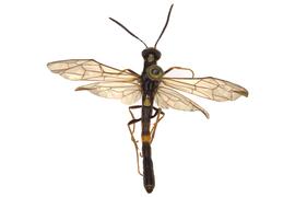   Phylloecus fasciatus  nbsp; male dorsal habitus; photo by J. Orr, WSDA 
