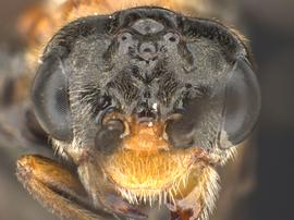   Haymatus blassus nbsp;female face; photo by Q. Baine, WSDA 
