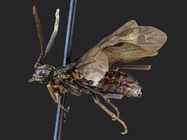   Haymatus blassus nbsp;male lateral habitus; photo by J. Orr, WSDA 
