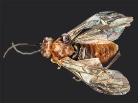   Hemichroa crocea nbsp;female dorsal habitus; photo by J. Orr, WSDA 
