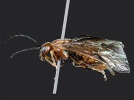   Hemichroa crocea nbsp;female lateral habitus; photo by J. Orr, WSDA 
