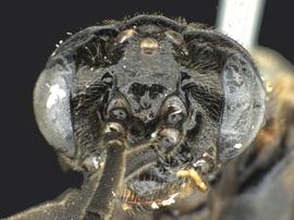   Dineura militaris nbsp;male face; photo by Q. Baine, WSDA 
