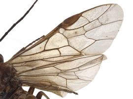   Hemichroa sp.nbsp; wings; photo by P. Jones, WSDA 
