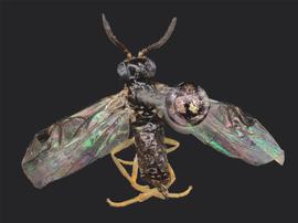   Heptamelus dahlbomi nbsp;female dorsal habitus; photo by J. Orr, WSDA 
