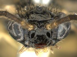   Heptamelus dahlbomi nbsp;female face; photo by Q. Baine, WSDA 
