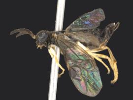   Heptamelus dahlbomi nbsp;female lateral habitus; photo by Q. Baine, WSDA 
