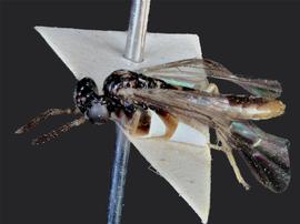   Heptamelus marginatus nbsp;male lateral habitus; photo by J. Orr, WSDA 
