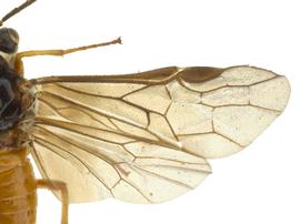   Heterarthrus vagans  wings; photo by J. Orr, WSDA 
