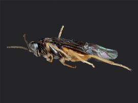   Heterarthrus vagans nbsp;female lateral habitus; photo by J. Orr, WSDA 
