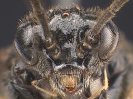   Heterarthrus vagans nbsp;female face; photo by Q. Baine,nbsp;WSDA 
