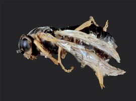   Hoplocampa bioculata  female lateral habitus; photo by J. Orr, WSDA 
