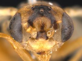   Hoplocampa pallipesnbsp; male face; photo by Q. Baine, WSDA 
