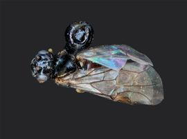   Kerita atiranbsp; female dorsal habitus; photo by J. Orr, WSDA 
