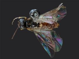   Kerita atiranbsp; male dorsal habitus; photo by J. Orr, WSDA 
