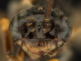   Kerita atiranbsp; male face; photo by Q. Baine, WSDA 
