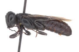   Kulcania  sp. female lateral habitus; photo by J. Orr, WSDA 
