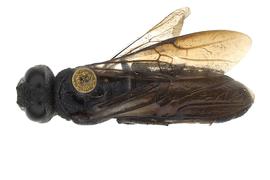   Kulcania tomentosa  female dorsal habitus; photo by J. Orr, WSDA 
