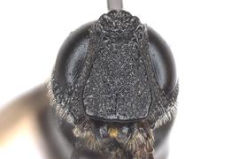   Kulcania tomentosa  female face; photo by Q. Baine, WSDA 
