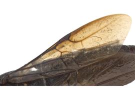   Kulcania tomentosa  fore wing; photo by J. Orr, WSDA 
