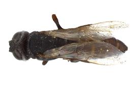   Kulcania tomentosa  male dorsal habitus; photo by Q. Baine, WSDA 
