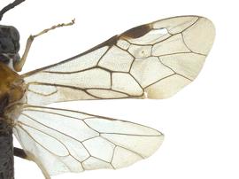   Lagonis nevadensis  wings; photo by J. Orr, WSDA 
